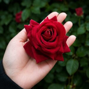 Rosa para Cabelo Pomba Gira Cetim Vermelho e Preto com Presilha